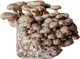 10 Best Mushroom Growing Kits UK 2022 | Shiitake, Chestnut, Pink Oyster and More 5