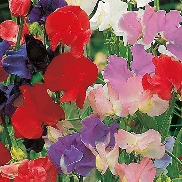 Suttons Seeds Sweet Pea Seeds - Old Fashioned Scented Mix 1
