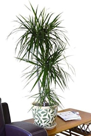 10 Best Air Purifying House Plants 2022 | UK Interior Designer Reviewed 2