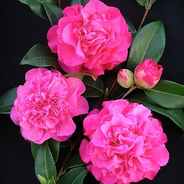 GardenersDream Camellia 1