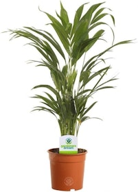 10 Best Air Purifying House Plants 2022 | UK Interior Designer Reviewed 5