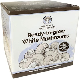 10 Best Mushroom Growing Kits UK 2022 | Shiitake, Chestnut, Pink Oyster and More 2