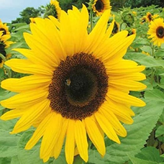 Pretty Wild Seeds Sunflower 1