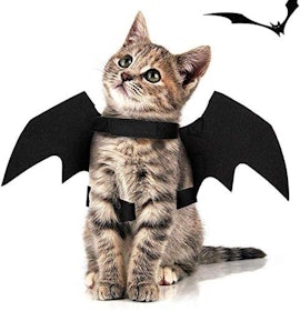 10 Best Halloween Costumes for Cats UK 2022 1