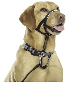 10 Best Dog Harnesses UK 2022 | Discourage Bad Habits and Aid Mobility 5