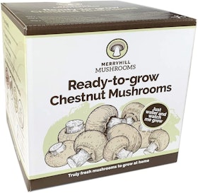 10 Best Mushroom Growing Kits UK 2022 | Shiitake, Chestnut, Pink Oyster and More 4