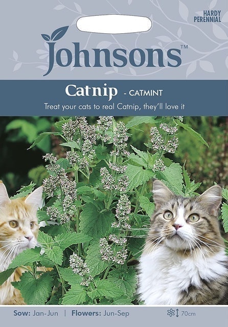 Johnsons Catnip Flower Seeds, White 1