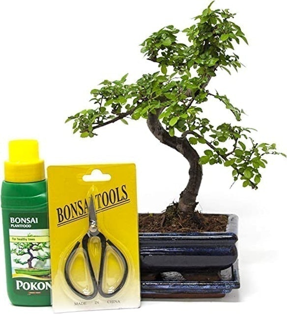 Bonsai2U Chinese Elm Bonsai Tree Kit 1