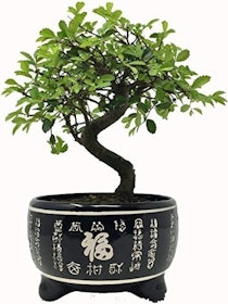 10 Best Bonsai Trees UK 2022 | The Little Botanical, Simply Plant and More 1