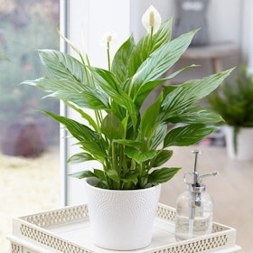 10 Best Air Purifying House Plants 2022 | UK Interior Designer Reviewed 1