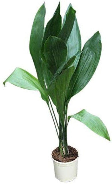 Botanicly/Perfect Plants Cast-Iron Plant 1