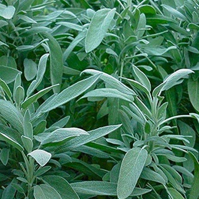 Worlds Collection Store Sage Officinalis Plants 1