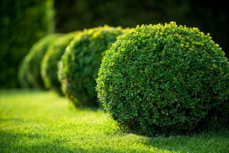 Use Topiary Shrubs and Trees to Create Outdoor Style Without Any Stress