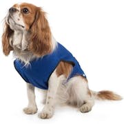 10 Best Cooling Vests for Dogs UK 2022 | Ruffwear, Crufts and More
