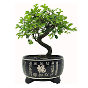 10 Best Bonsai Trees UK 2022 | The Little Botanical, Simply Plant and More